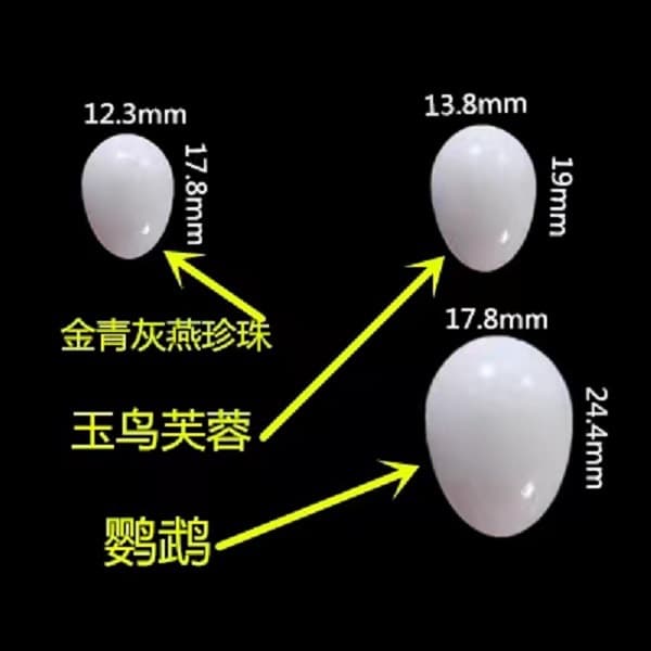 Feather Nest Fake Bird Eggs Replacement Eggs Simulation Eggs Parrot Toy Bird Eggs Decoy Eggs Bird Supplies Solid Eggs
