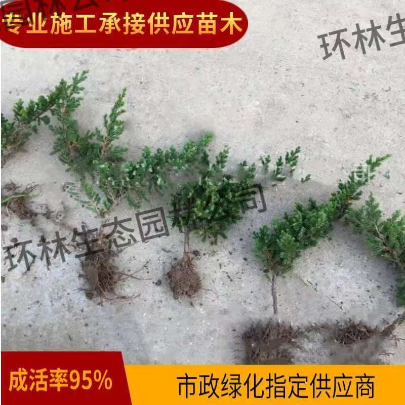 Juniperus sabina ground cover small seedlings potted evergreen non-deciduous landscaping plant engineering foliage bonsai material