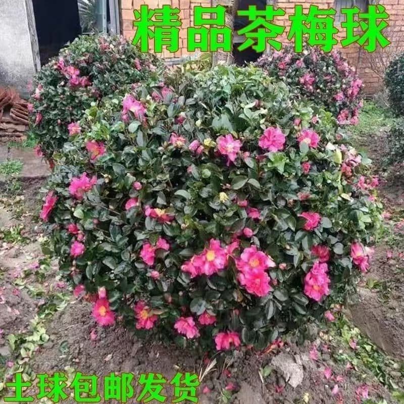 Camellia sasanqua seedlings camellia ball camellia potted bonsai winter sasanqua blooms in all seasons courtyard authentic sasanqua engineering landscaping