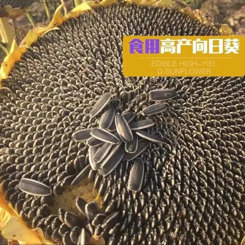 Sunflower Seeds, Edible Sunflower Seeds, Large Flower Oil Sunflower, Ornamental Sunflower Seeds, Easy to Grow in All Seasons