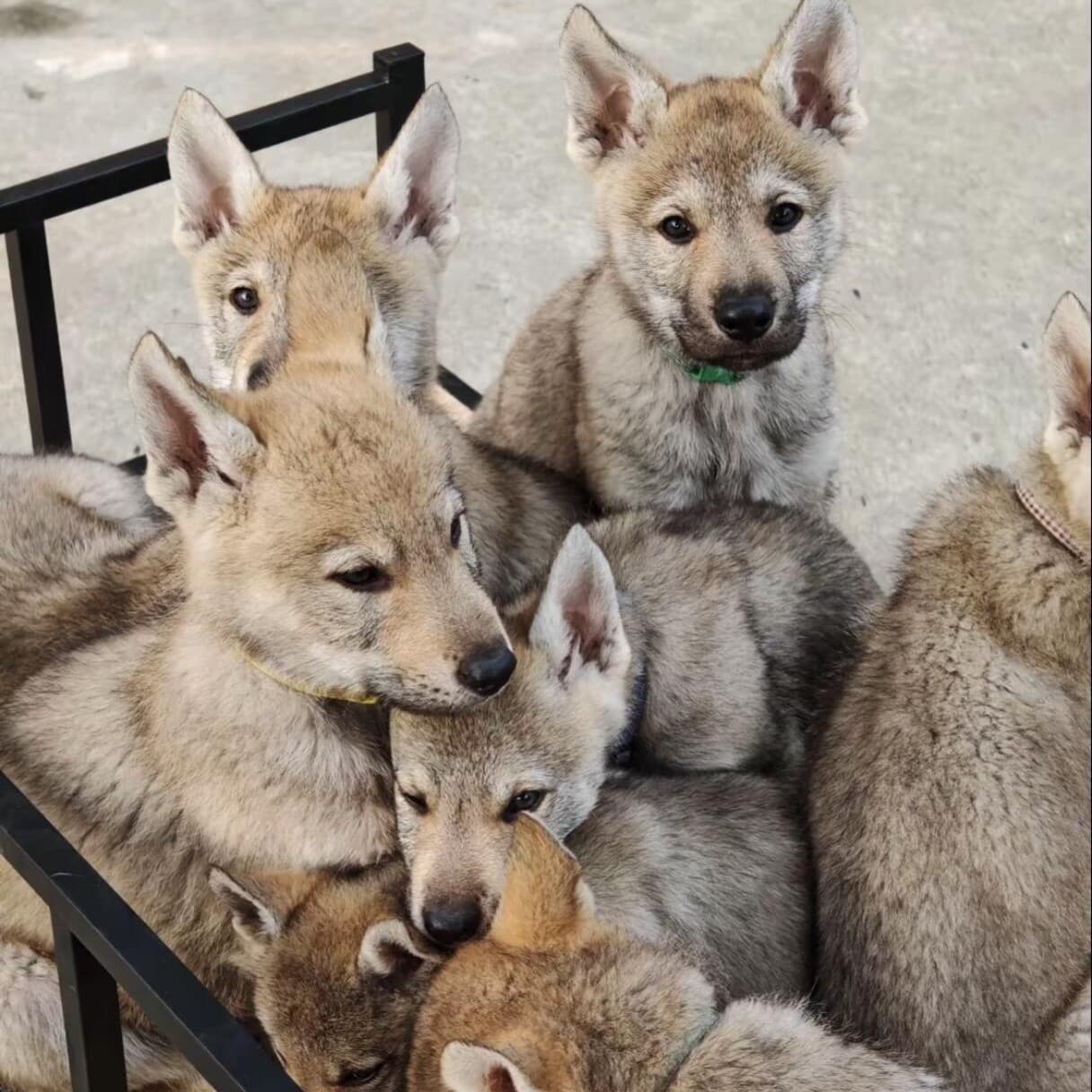 Wholesale Purebred Czech Wolfdog Guard Dog Puppies Live Dogs Small Dogs Czech Wolfdog Large Dogs Working Dogs Puppies
