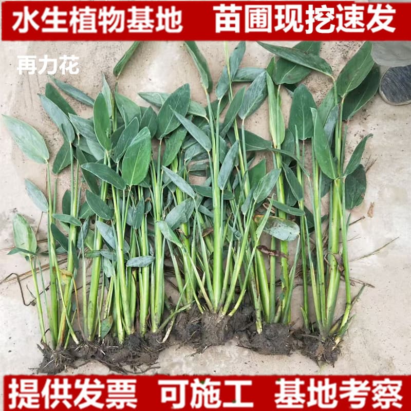 Thalia dealbata seedlings, iris aquatic plants, outdoor pond river greening, constructed wetland emergent flowers, water purification