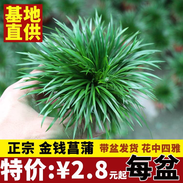 [Large supply] Golden Iris, Tiger Beard, Golden Iris, Water and Land Tank Landscaping Green Plant Potted Plants
