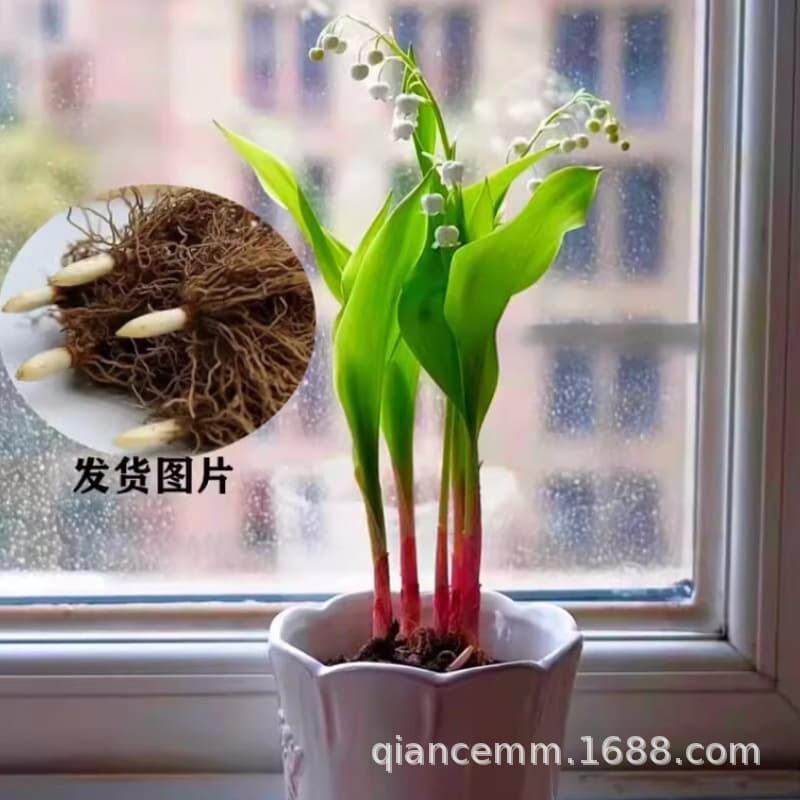 Lily of the valley seedlings with buds, fragrant flowering plants, green plants for balconies and homes, perennial cold-resistant plants.