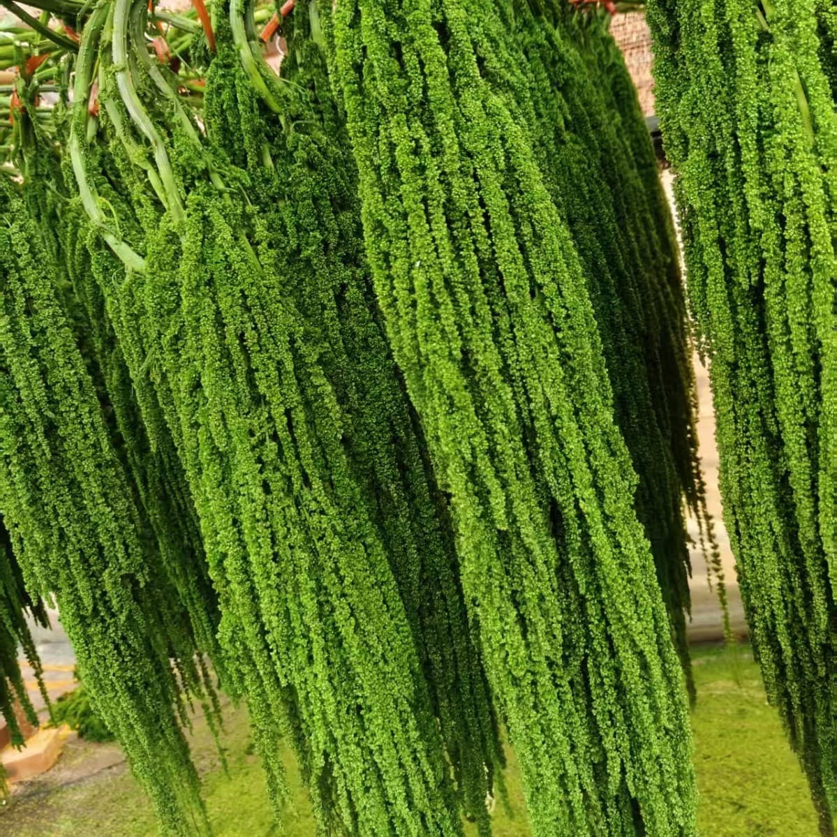 Hanging Rice, Soapstone, Lover's Tears, Short Spike, Preserved Flowers, Hanging Rice Wholesale, Hotel Studio Decoration, Wedding Celebration Wholesale