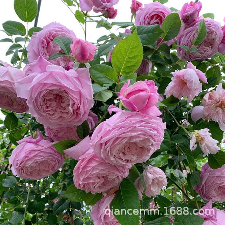 Climbing Rose Seedlings European Rose Potted Plants Multi-Season Blooming Roses Courtyard Balcony True-to-Type