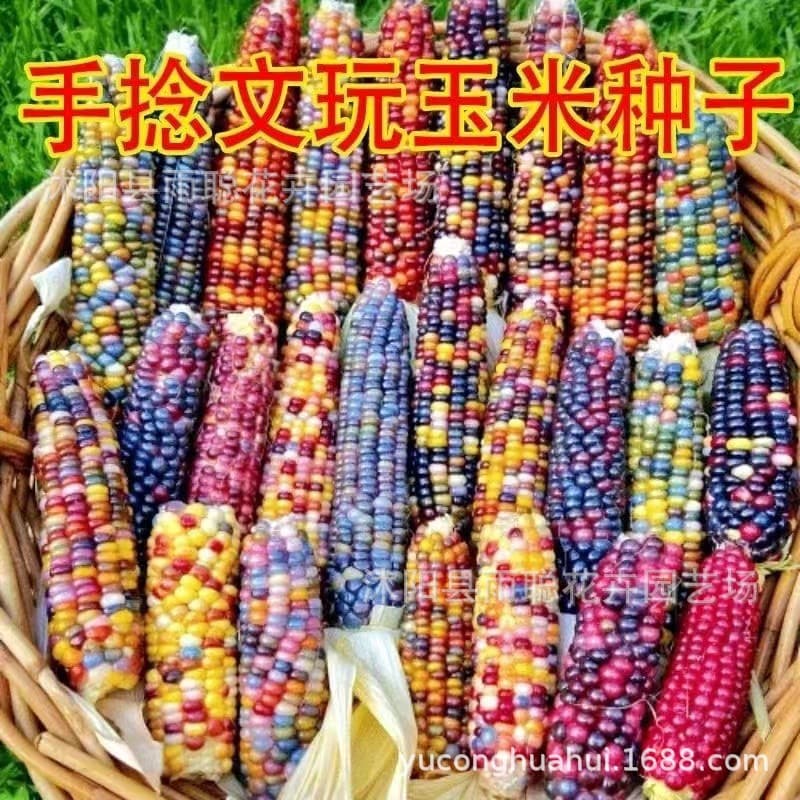 Colorful Gemstone Corn Seeds Blood Silk Corn Ornamental Corn Seeds Colorful Corn