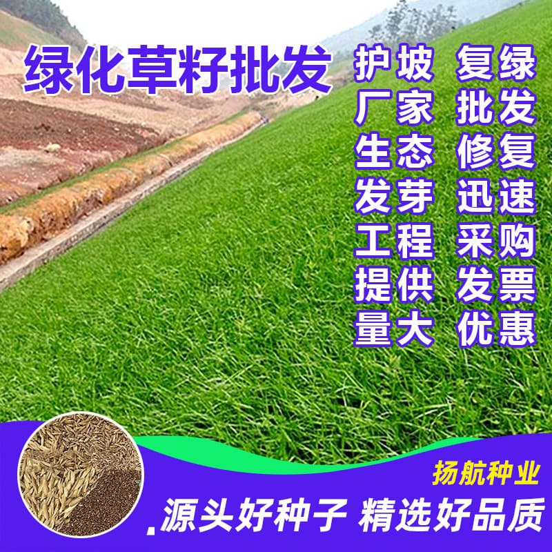 Factory wholesale slope protection grass seeds, greening grass seeds, slope lawn seeds, perennial greening, bermudagrass, ryegrass.