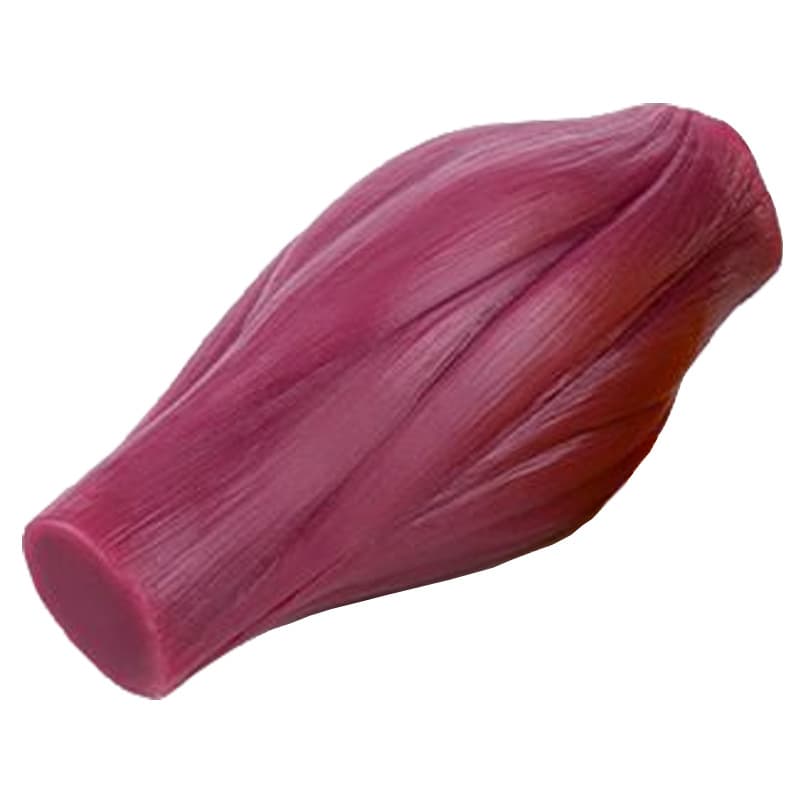 Medical Teaching Model Human Muscle Tissue 1lb Model Teaching Prop Display Fitness Explanation Model Health Care