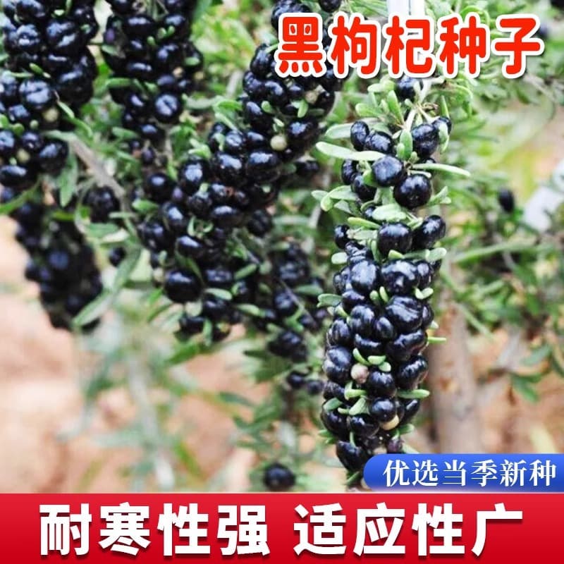 Black Goji Berry Seeds, High-Yield Black Gem Goji Berry Seeds for All-Season Planting, Rare Seeds for Courtyard and Balcony Potted Plants