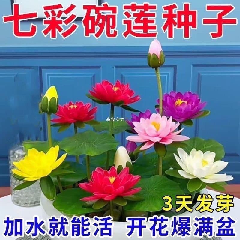 Bowl Lotus Seeds - Colorful Water Lily, Hydroponic Flower, Four-Season Lotus, Green Plant, Water Lotus Seeds
