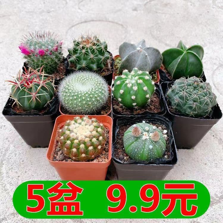 Cactus Radiation-Proof Succulent Plant Potted Indoor Flower Seedlings Flower Potted Hydroponic Green Plant Succulent Plant
