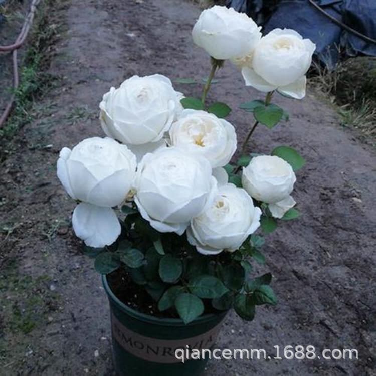 Eve Wedding Path Rose Plant Potted White Rose Plant Indoor Courtyard Balcony Flower Ornamental Plant