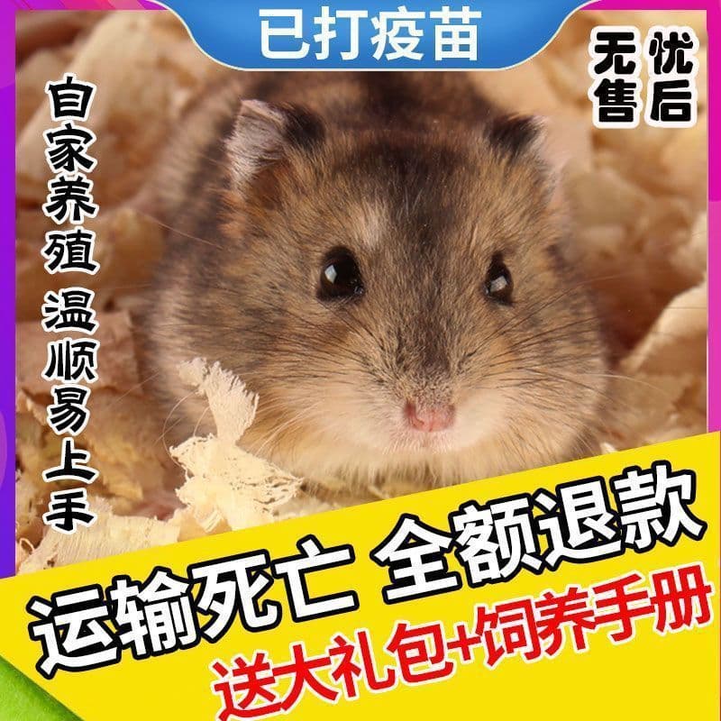 Little hamster live animal three-line silver fox golden bear cute alive domestic student version golden bear a couple pet