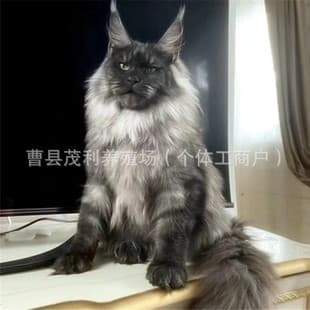 Purebred Live Cats Smoke Gray Maine Coon Kittens Live Black and White Devon Rex Cats Live Chinchilla Napoleon Munchkin