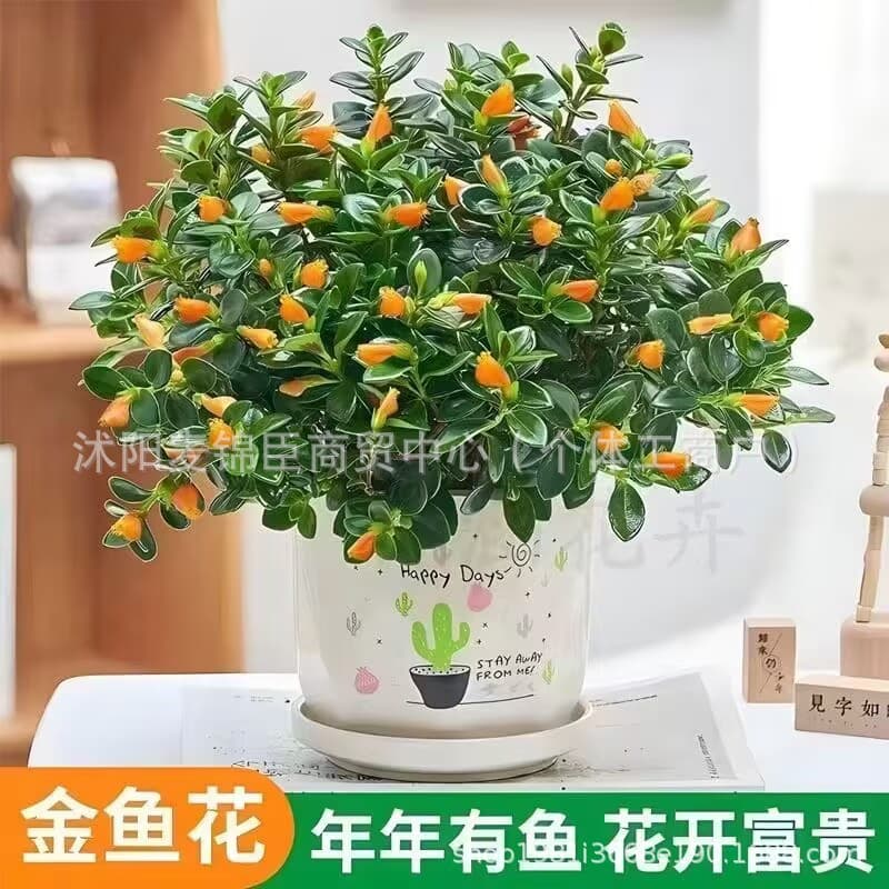Mosquito Repellent Goldfish Chlorophytum Potted Green Plants and Florals Purify the Air and Absorb Formaldehyde Indoor Green Plants Potted Plants