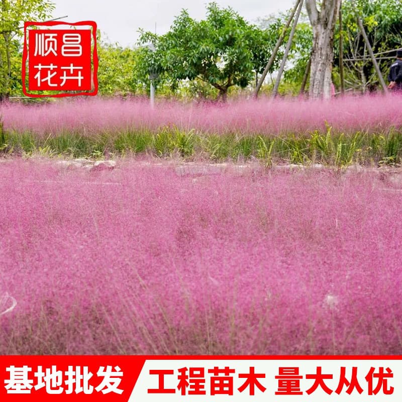 Pink Muhly Grass Potted Seedlings Bag Seedlings Qingzhou Base Wholesale Perennial Flowers Lawn Use Pink Muhly Grass