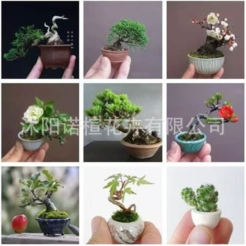 Bonsai Tree Seeds Black Pine Seeds Cross-border Pine Tree Seeds Bonsai Seeds Home Ornamental Potted Plant Seeds