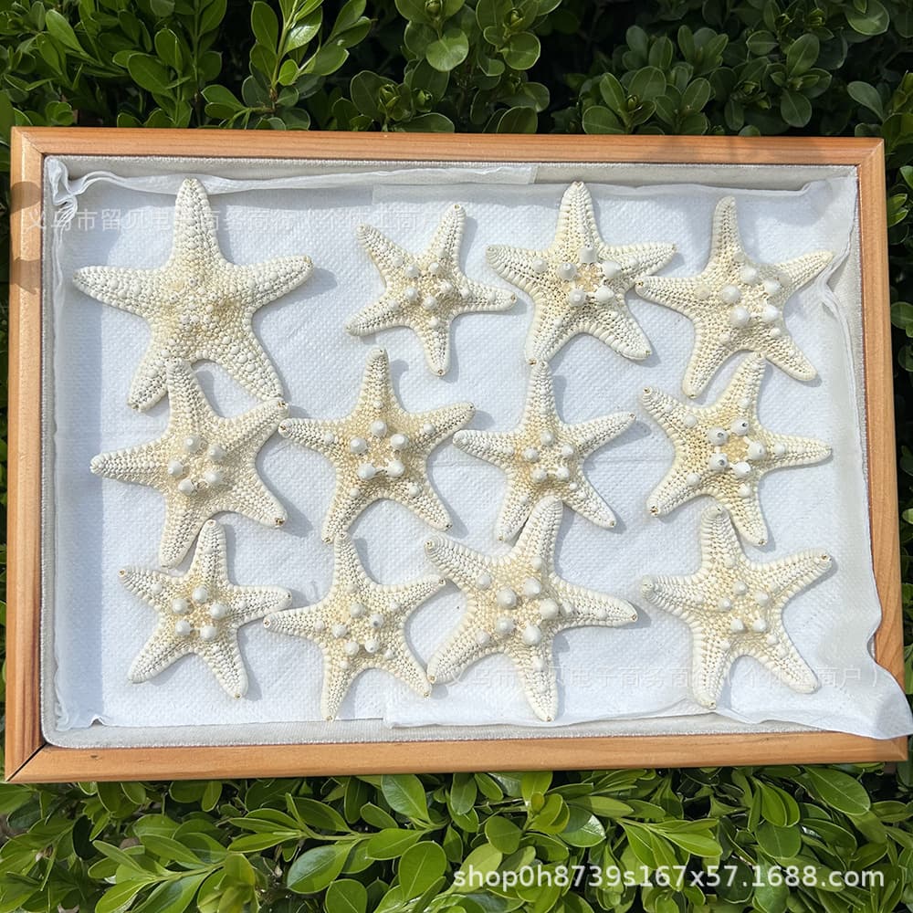 DIY natural starfish, seashell craft materials, starfish accessories, seashell crafts, gifts, and decorations