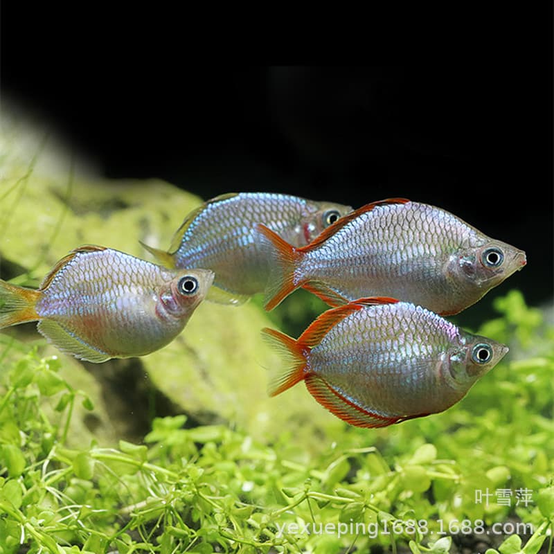 Electric Beauty Ball Fish Live Tropical Ornamental Fish Freshwater Small Fish Grass Tank Pet Tropical Fish Wholesale