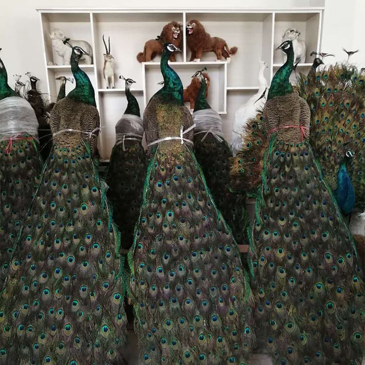White peacock, blue peacock, flowered peacock, green peacock taxidermy model, simulation model, various animals