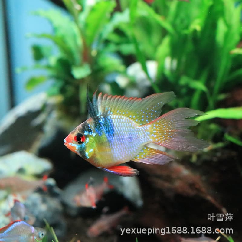 Dutch Phoenix Ball Fish Golden Wave Blue Ball Short Snapper Small Pikachu Ball Fish Tropical Ornamental Fish Farm Wholesale