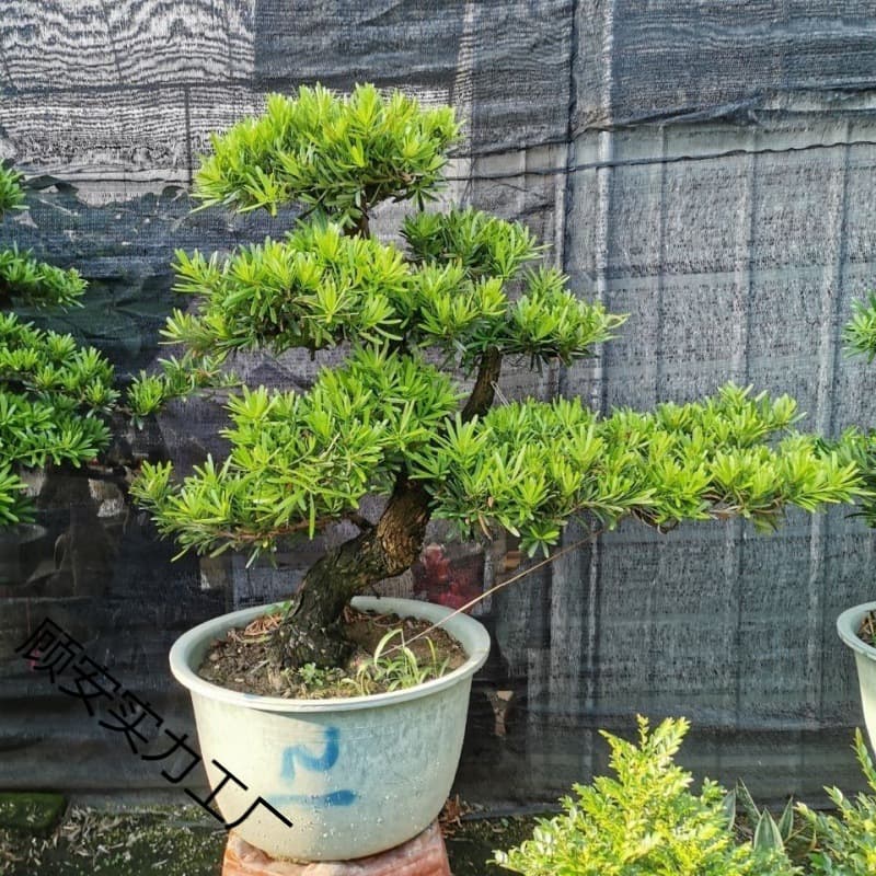 Podocarpus Bonsai Cold Hardy Outdoor Podocarpus Indoor Courtyard Greenery Evergreen Easy to Care and Hardy Living Room