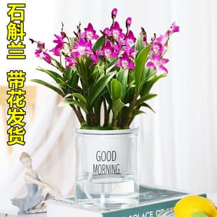 Australian Fragrance Potted Plant with Buds Hydroponic Plant Plectranthus Seedling Flower Plant Indoor Green Plant Easy Care