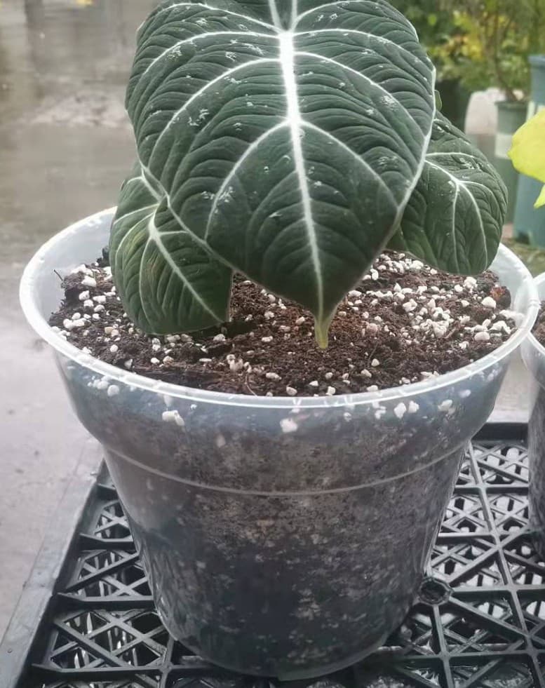 23cm Transparent Plastic Hard Planting Cup, Large Diameter, for Philodendron, Anthurium, Alocasia, Monstera, and Tropical Plants