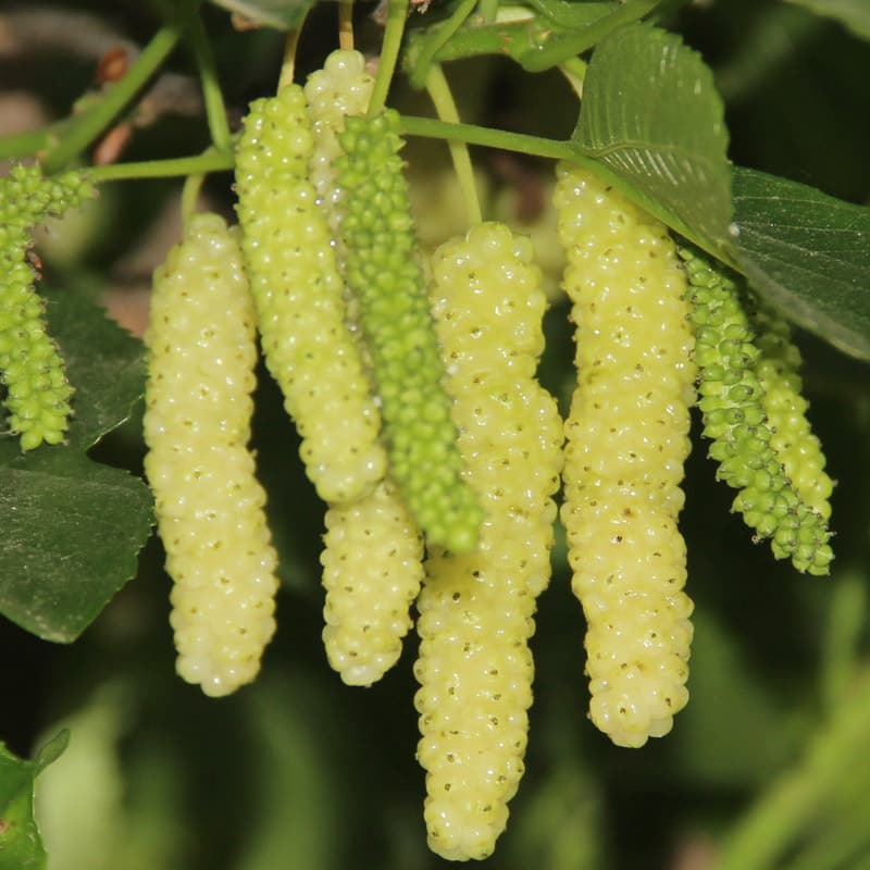 White Jade Fragrant Golden Mulberry Sapling, New Variety White Long Mulberry Sapling, Extra Aromatic Mulberry Fruit, Picking Garden Variety, Controlled Fruit Tree Sapling