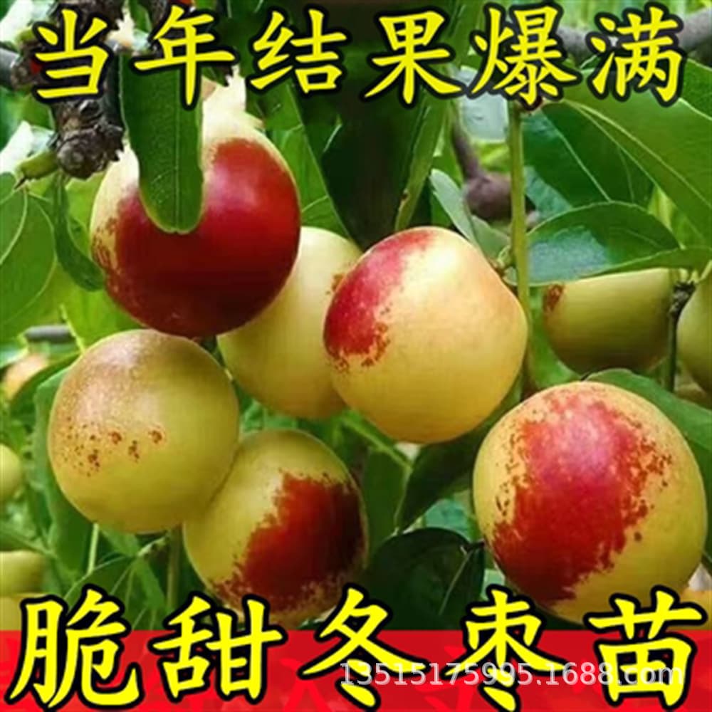 Jujube Tree Seedling Live Plant, Chinese Big Pear Jujube Tree Seedling, Extra Crisp Sweet Winter Jujube, Potted or Ground Planting, Suitable for North and South, Fruit Tree Seedling