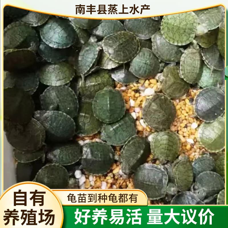 Brazilian turtle pet turtle stall live animal wholesale large and small turtle seedlings turtle domestic pet turtle wholesale breeding farm