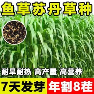 Wholesale Imported Grass Seeds Gaodan Grass Seeds Sudan Grass Heat-Resistant Seeds for Feeding Cattle, Sheep, Pigs, Ducks, Geese, Rabbits, and Fish