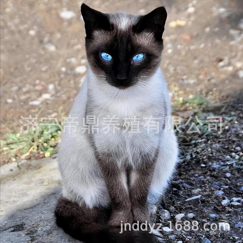 Siamese Kitten Live Pet Cat for Sale Short Hair Non-Shedding Pet Cat Kitten Live Siamese Cat Kitten