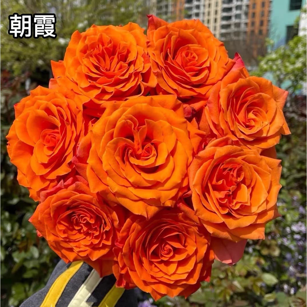 Drop Shipping Rose Seedlings Old Stumps Large Flowering Fragrant Potted Plants for Balcony Indoor and Outdoor Blooming in Four Seasons