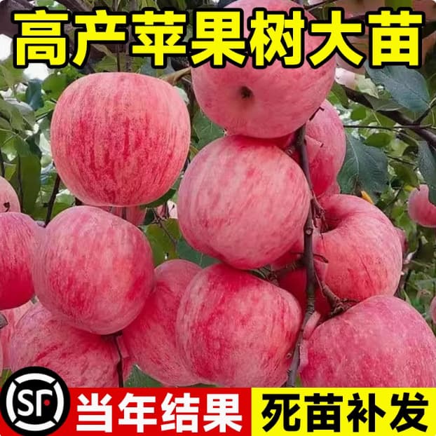 Dwarf Apple Tree Seedlings for Potted or Ground Planting, Large Variety Suitable for Southern and Northern Regions, Grafted Heart-Shaped Apple Seedlings for Same-Year Fruiting