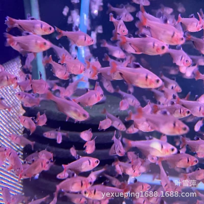 Live Rosefin Shootfish, Red Forkfish, Small Planted Aquarium Fish, School Fish, Tropical Fish, Ornamental Fish. Direct from Fish Farm, Guaranteed Live.