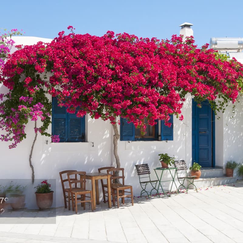 Bougainvillea Seedlings Climbing Vine Plants with Flower Pots Double-Petaled Old Pile Saplings Indoor Balcony Courtyard Easy to Live in All Seasons