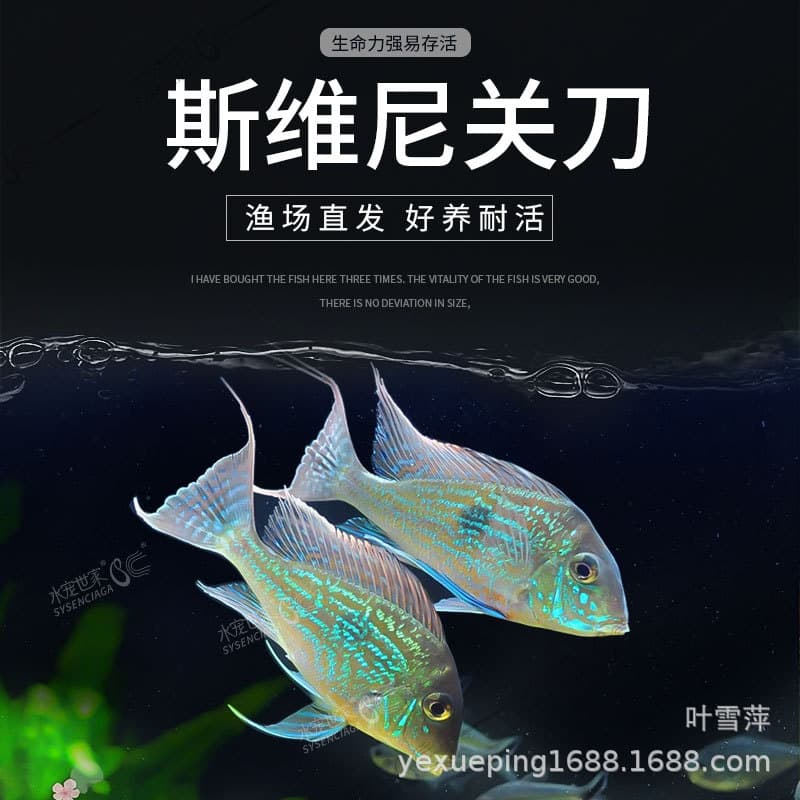 Sweeney's swordfish, South American cuisine, white sea bream, Chili Phoenix swordfish, cichlid tropical fish, ornamental fish wholesale