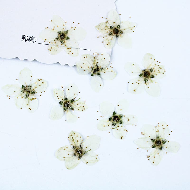 Plum blossom real flower pressed flower specimen sticker face petal makeup pressed flower table lamp candle sticker dried flower handmade DIY material wholesale
