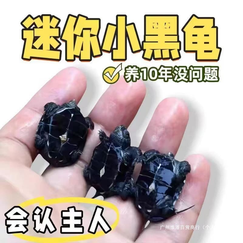 Purebred small turtle wholesale ink turtle grams ink adult ink turtle grain turtle seedlings pellets turtle Chinese top ink all black pastoral 6