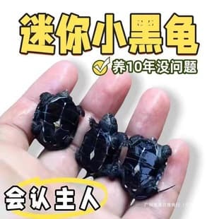 Purebred Small Turtle Wholesale Ink Turtle Ke Ink Adult Ink Turtle Turtle Food Turtle Fry Pellets Chinese Top Ink All Black Pastoral 6