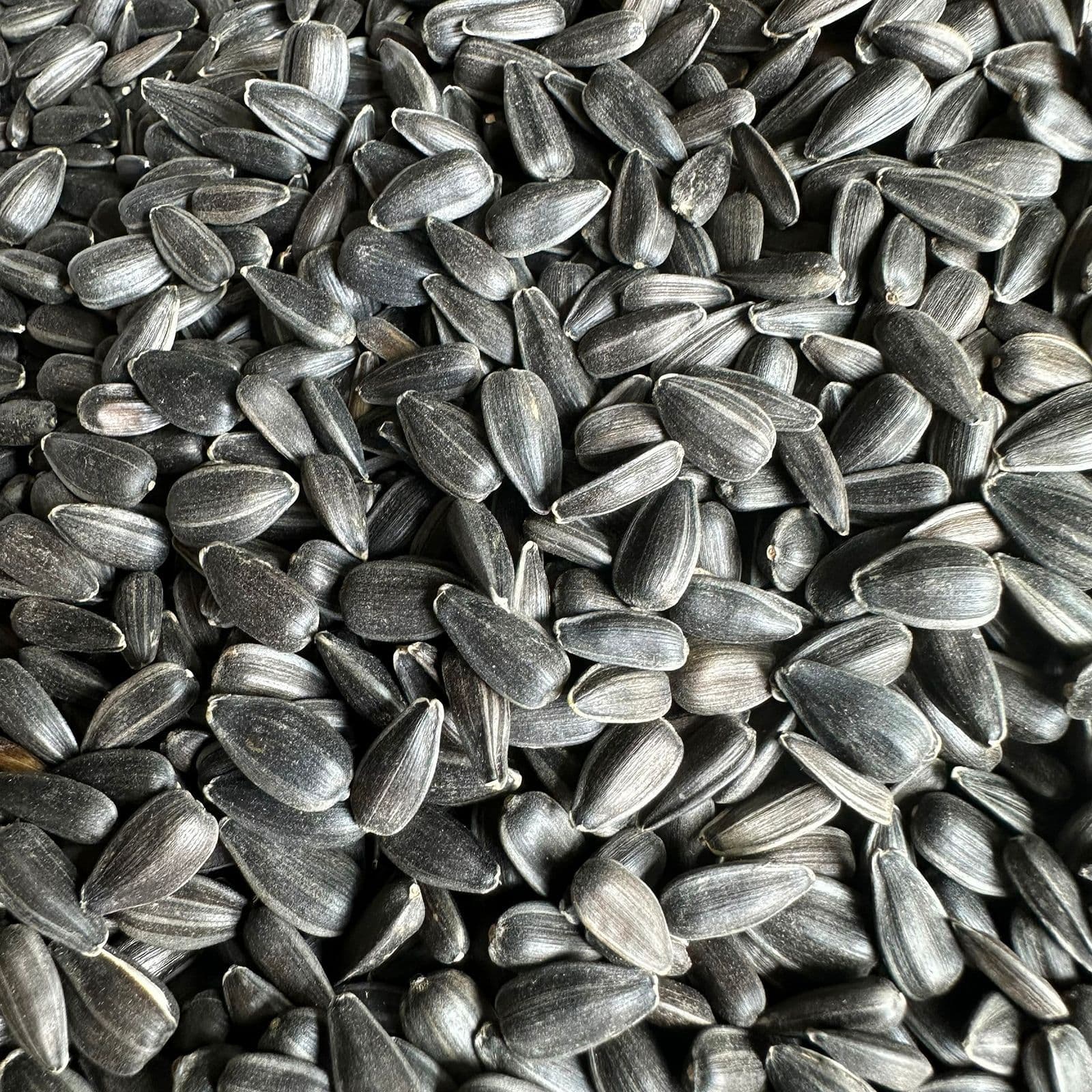 Parrot feed bird food oil sunflower small melon seeds pearl food munia oriole bird food black pearl snacks for hamsters
