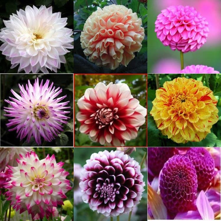 Wholesale of dahlia bulbs, sweet potato flower bulbs, dahlia potted plants, and multiple varieties.