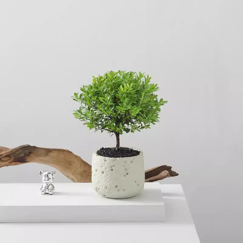 Small-leaf Red Nanmu Desktop Flower Green Plant Potted Indoor Desktop Living Room Old Stump Green Plant Purify Air Plant Bonsai