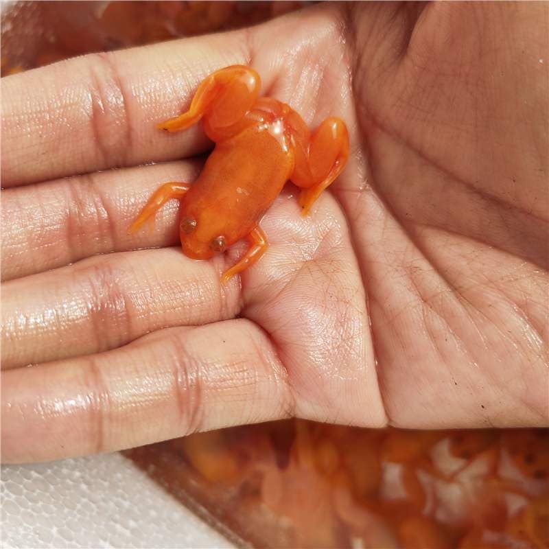 Live Golden Frog Pet Feeder Frog for Arowana Easy Care