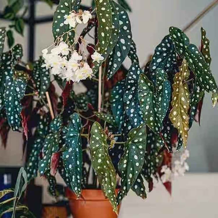 Trout, Begonia, Pink Sailfish, Haiwei Imported Ins Style Internet Celebrity Green Plant Potted Indoor European Style Plant Flower