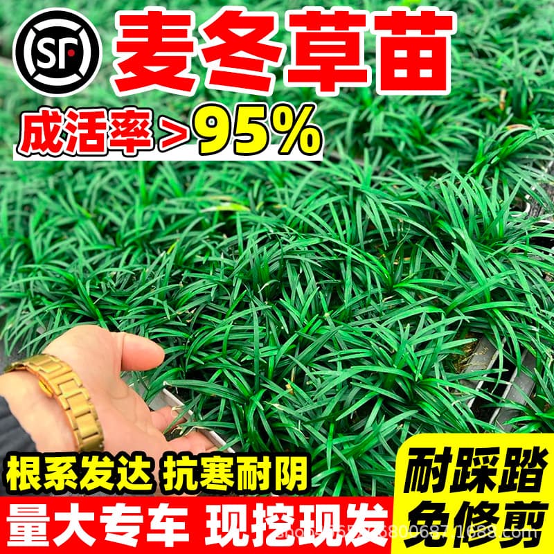 Japanese Dwarf Mondo Grass, Ophiopogon japonicus 'Dwarf', Jade Dragon Grass, Fine-Leaf Gold-Edged Cold-Tolerant Mondo Grass Seedlings for Courtyard Lawn Greenery Ground Cover