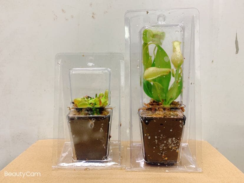 ✅ Carnivorous Plant Combo: Venus Flytrap + Small Pitcher Plant, two-piece set of insectivorous green potted plants.