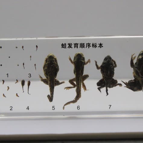 Resin Specimen Frog Life Cycle Preservation Biological Specimen Real Specimen Frog Development Process Specimen